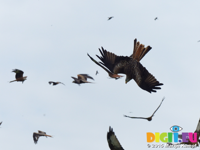 FZ021802 Red kites (Milvus milvus) diving